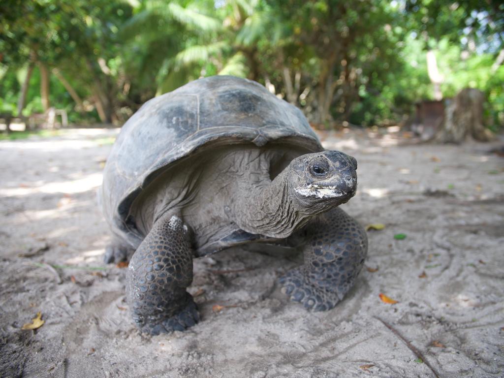 Schildkröten auf Curieuse