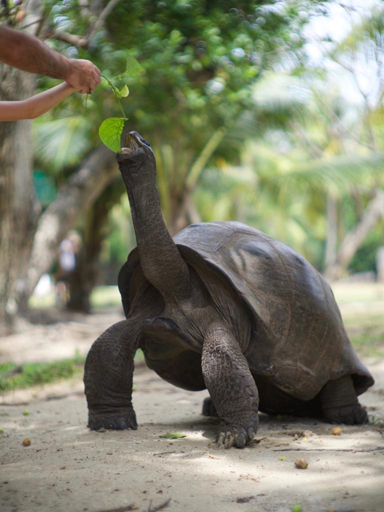 Schildkröten auf Curieuse