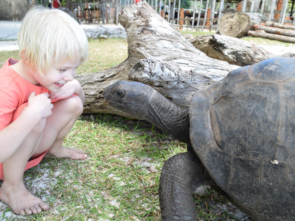 Schildkröten auf Curieuse