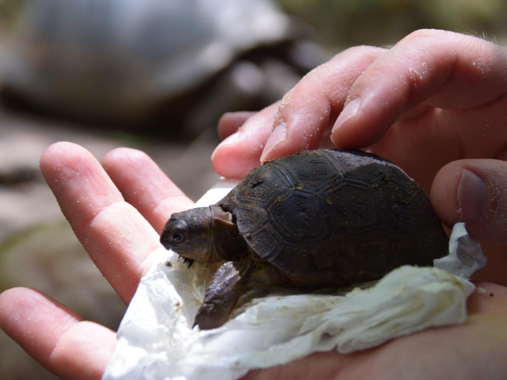 Babyschildkröte auf Moyenne