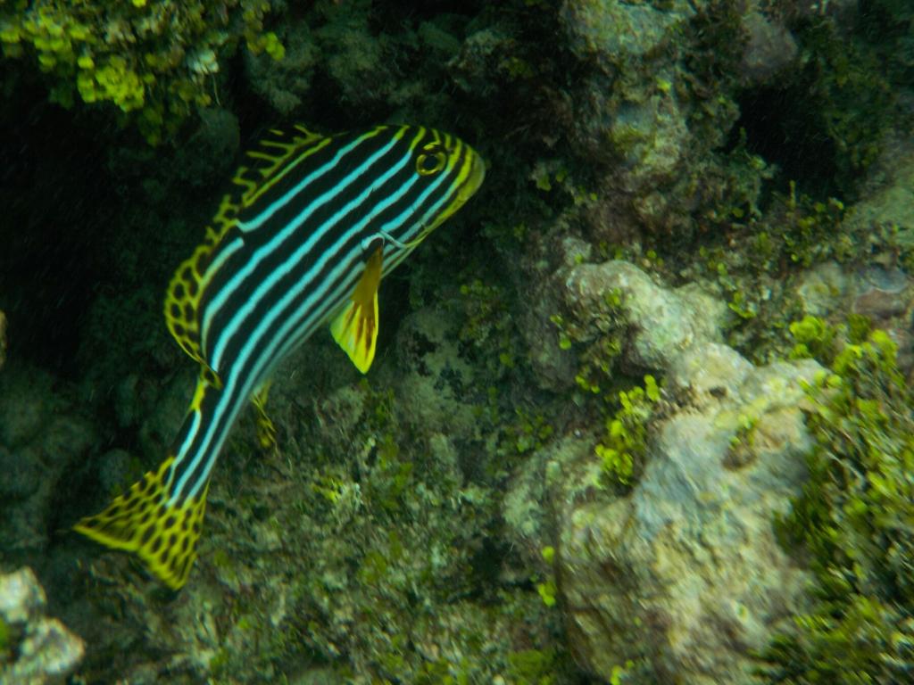 Unterwasserwelt Colibri Guesthouse