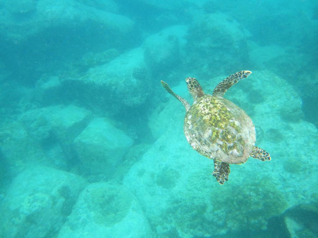 Anse Lazio-Schildkröte