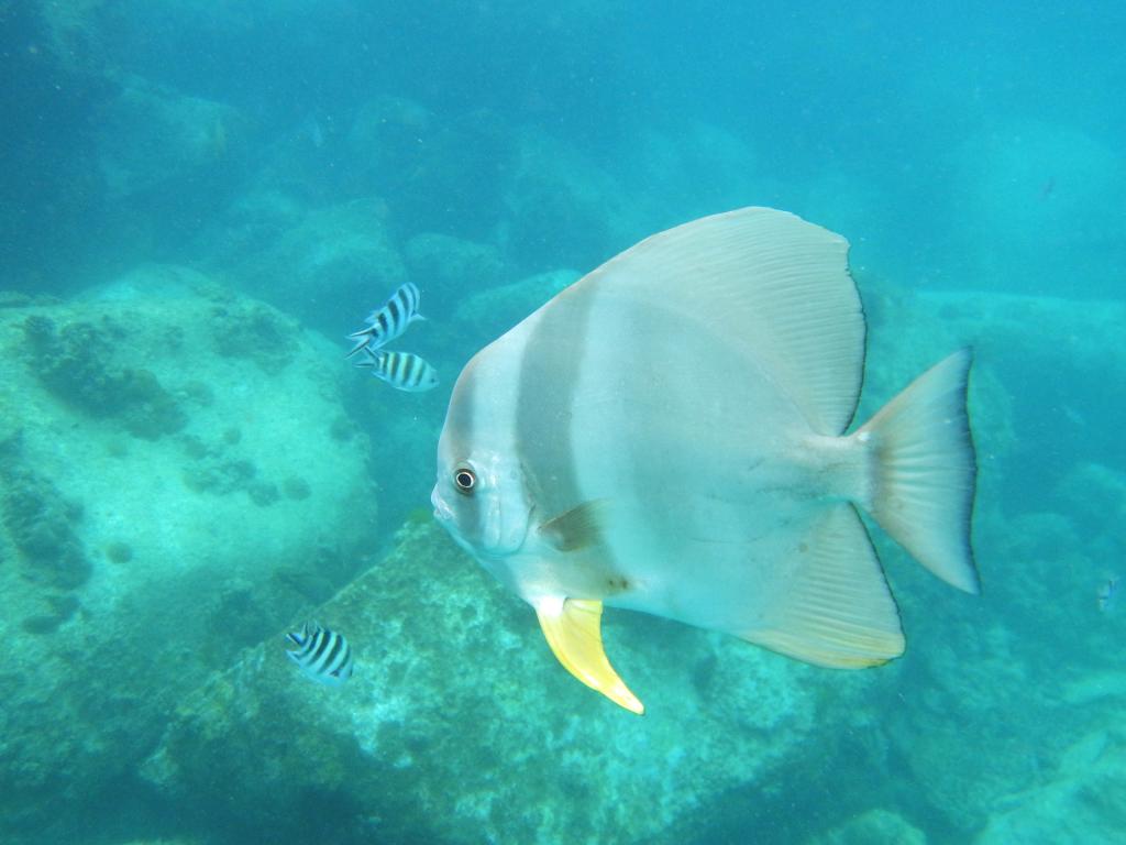 Anse Lazio-Fledermausfisch