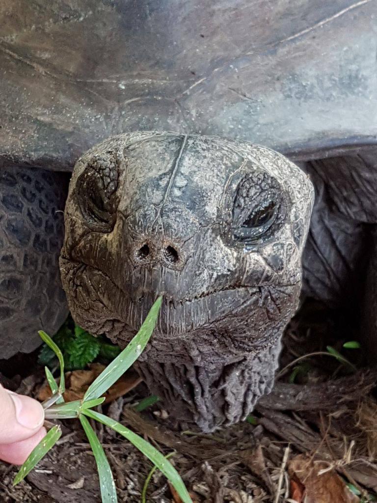 Adabra-Riesenschildkröte auf Curieuse