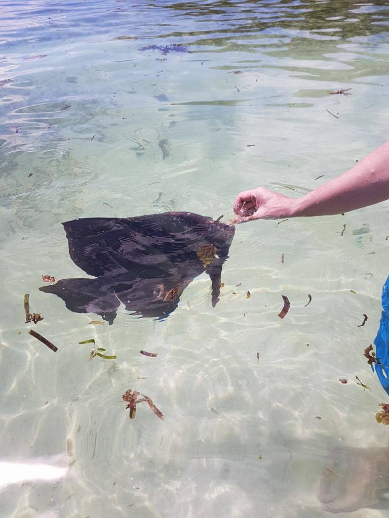 Fische füttern an der Anse Source d´Argent