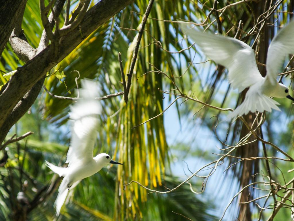 Vögel auf Bird Island