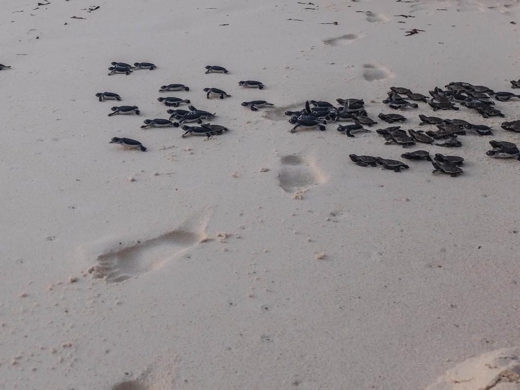 Entlassung der Wasserschildkröten, Bird Island