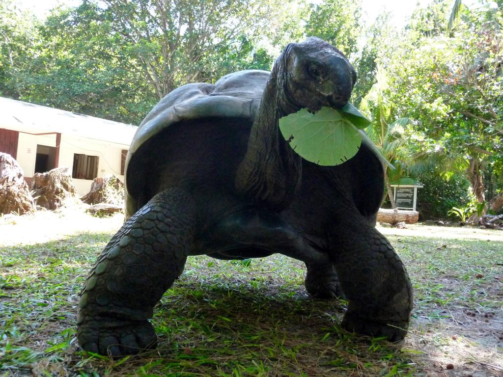 Riesenschildkröte auf Curieuse