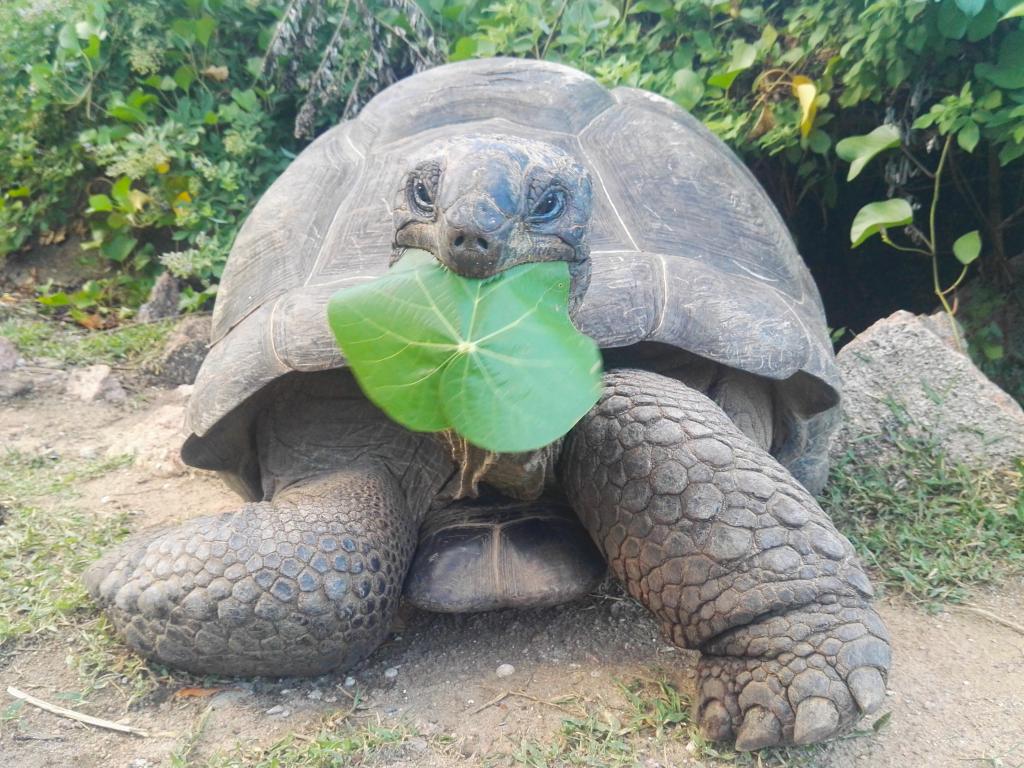 Tartaruga Gigante affamata