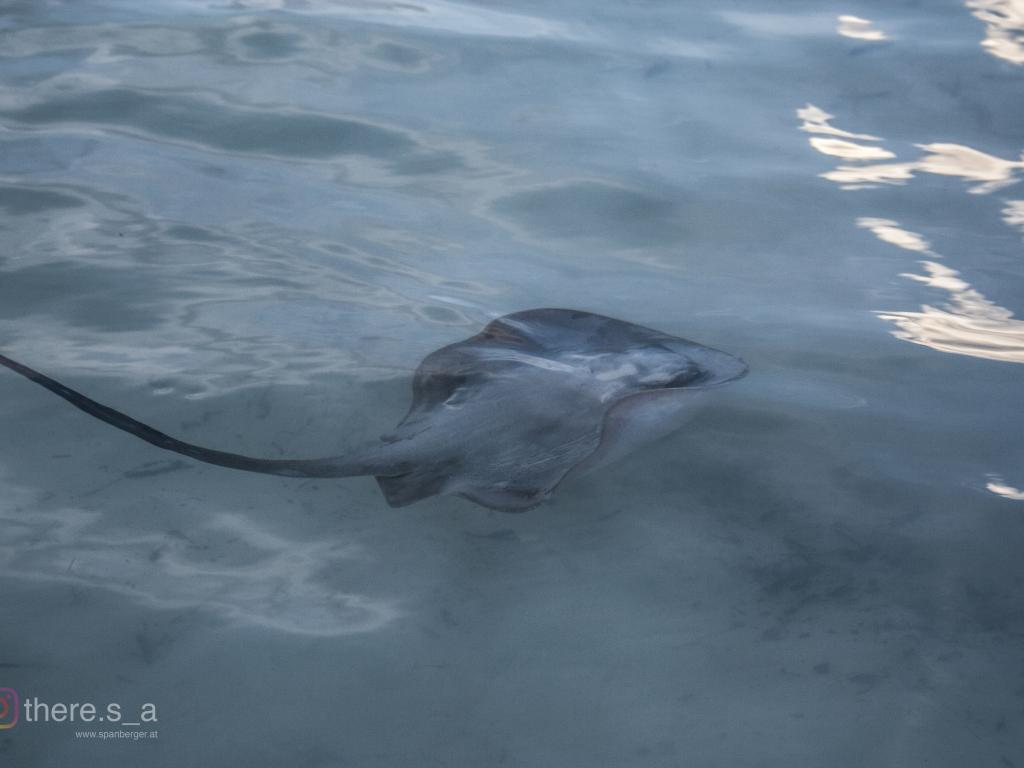 Stachelrochen im seichten Wasser (Cote D’Or)