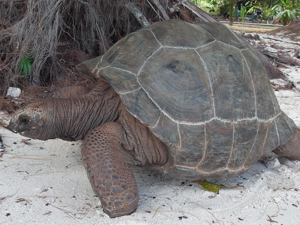 Tortue à la plage