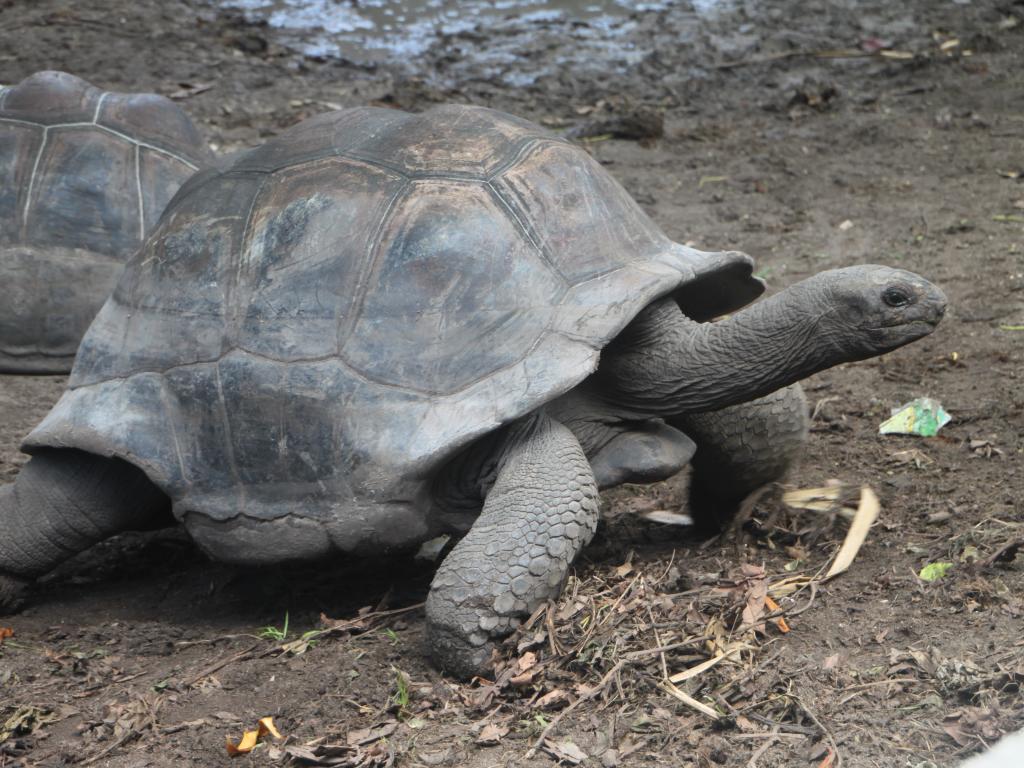 Riesenschildkröte