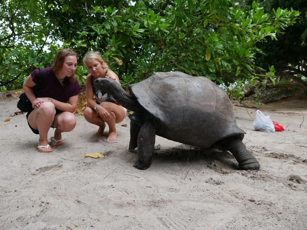 Riesenschildkröte auf Curieuse-Island