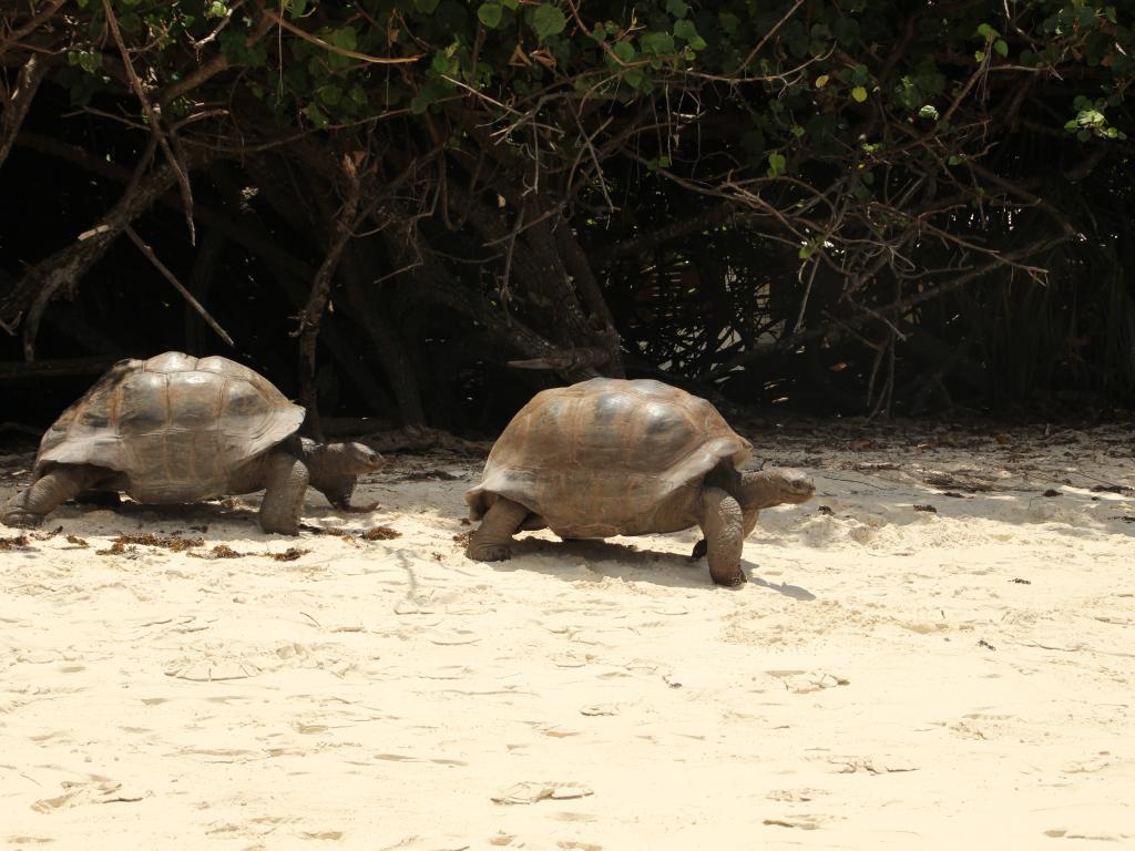 Schildkröten auf Curieuse