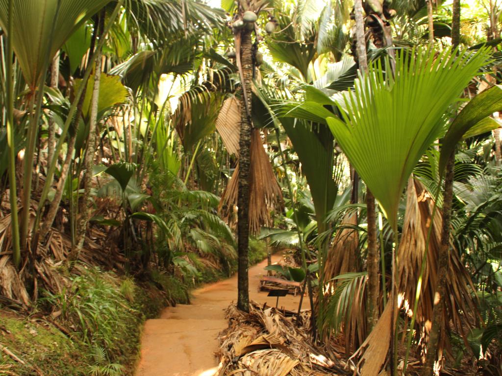 Valleé de Mai, Praslin