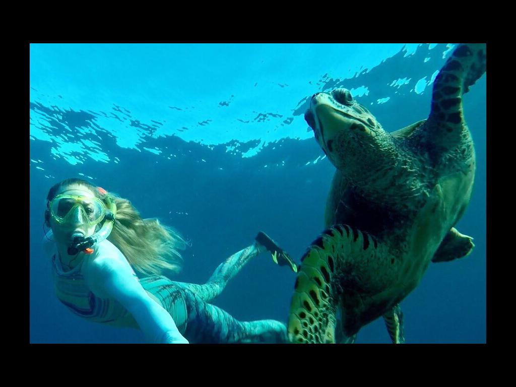 Schnorcheln mit Schildkröten in der Bucht am Anse Takamaka