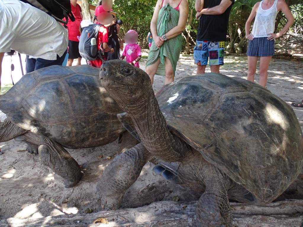 Riesen-Schildkröten auf Curieuse