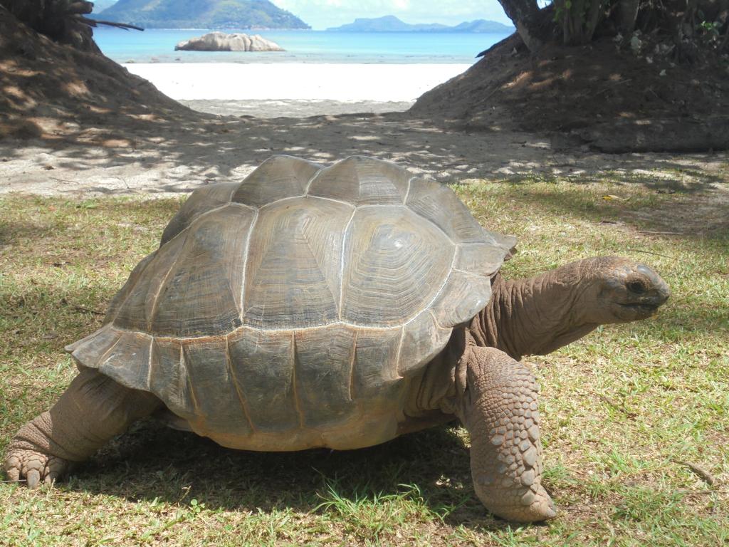 Tartaruga in spiaggia