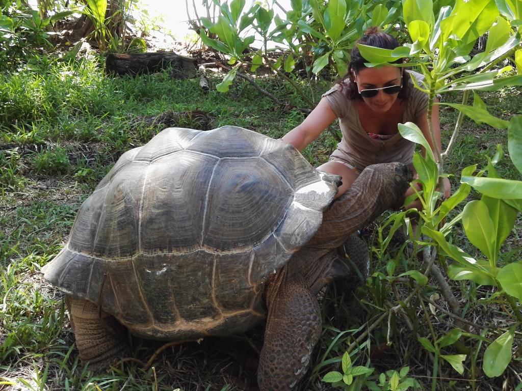 Tartaruga Gigante a La Digue