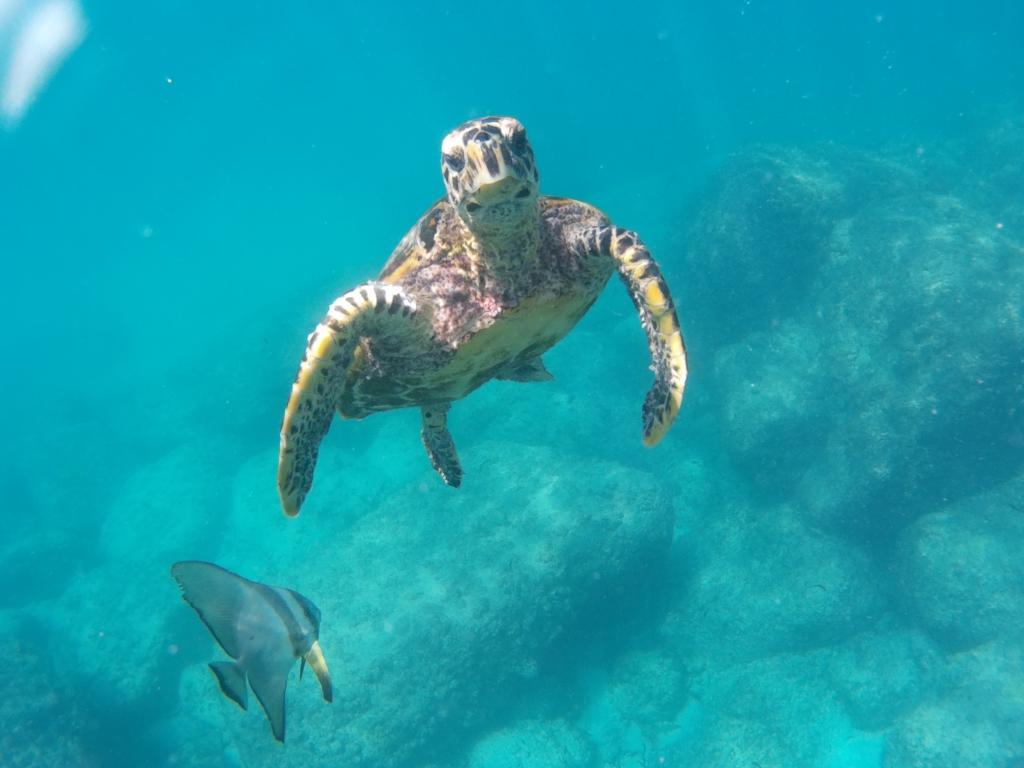 Wasserschildkröte am Anse Georgette