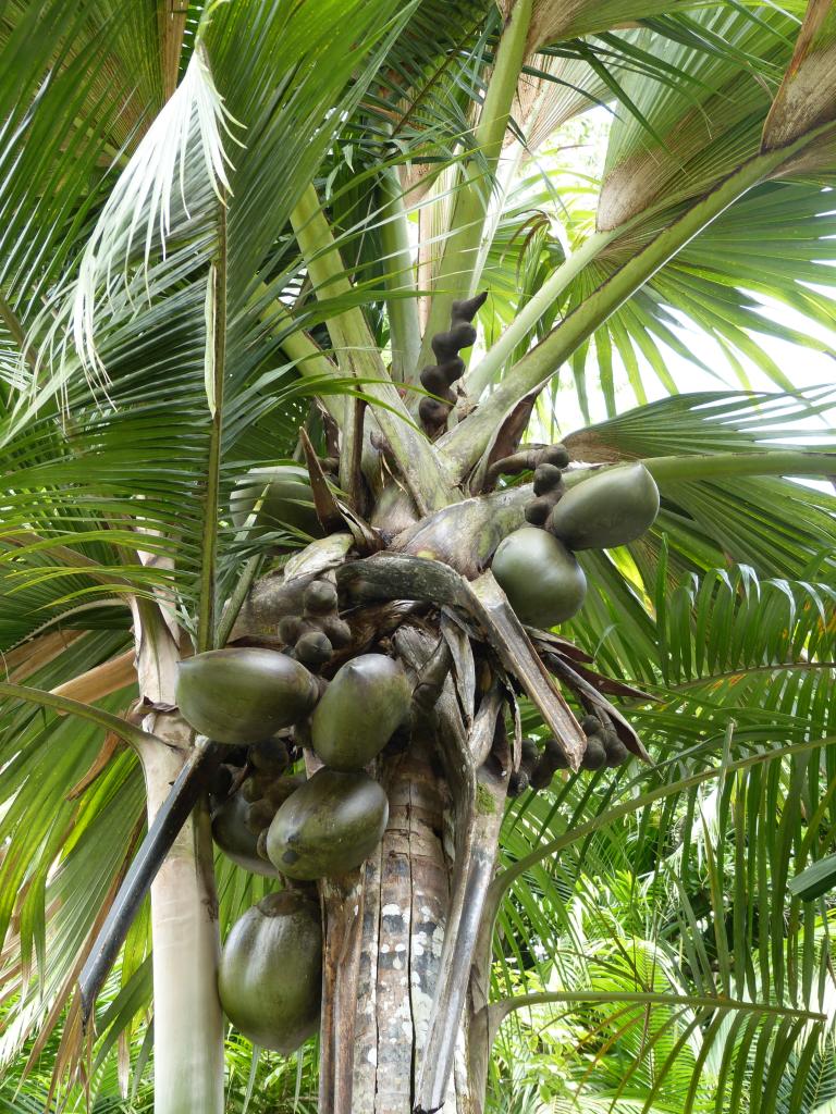 heranwachsende Coco de Mer