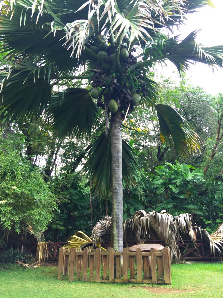 Giardino botanico di Mahé