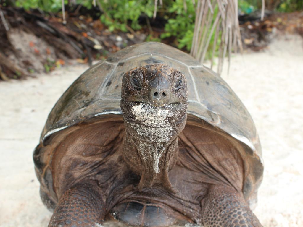 Schildkröte, Anse Severe