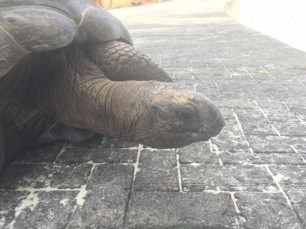 La Digue, Schildkröte Chez Joulez