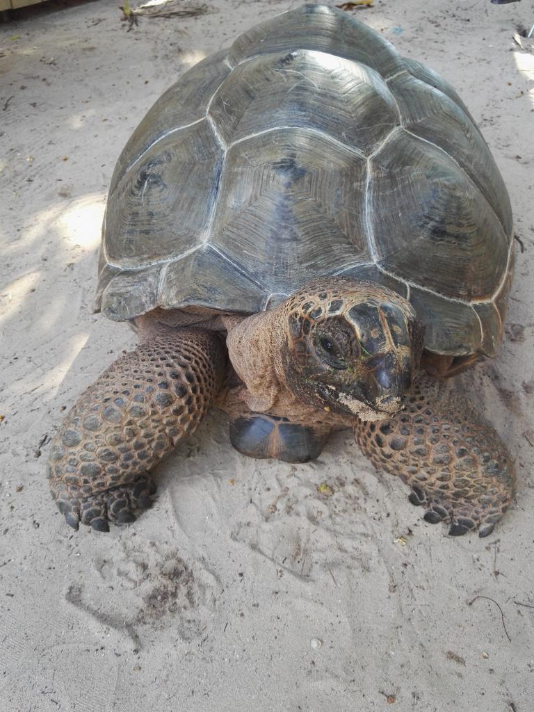 Tartaruga Gigante