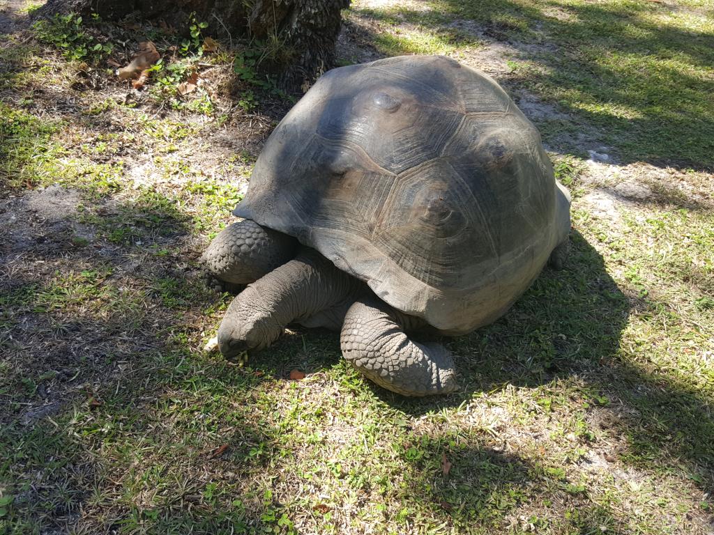 Abstecher nach Sister Island und Inselbewohner besuchen