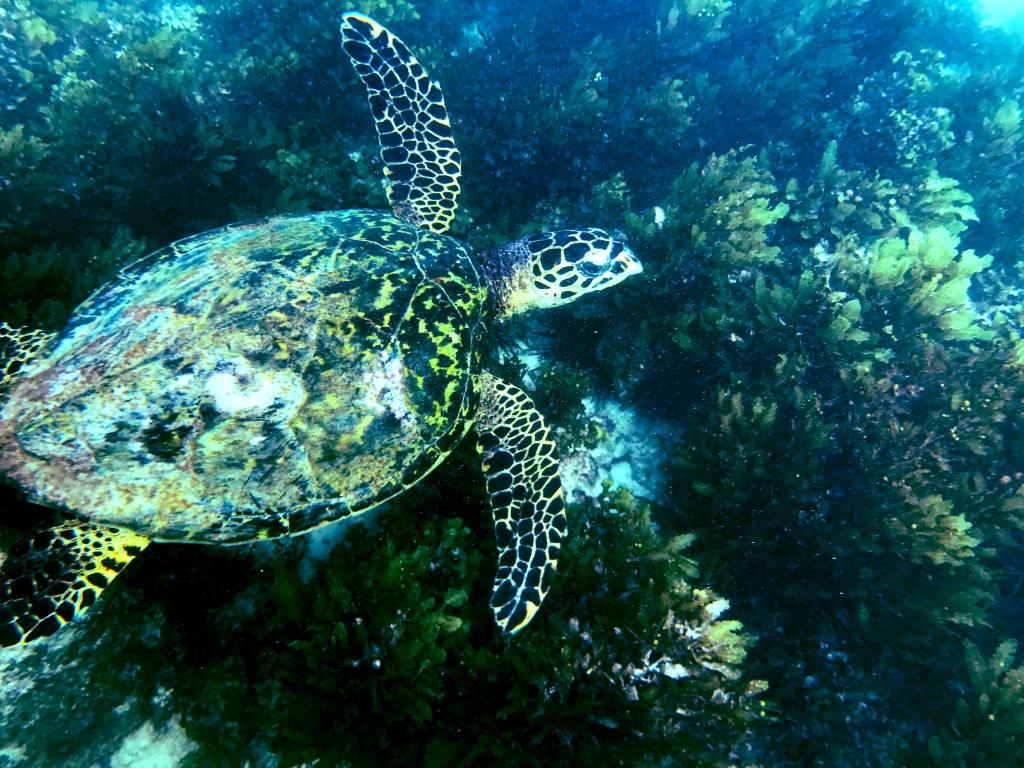 Praslin, Tartaruga marina