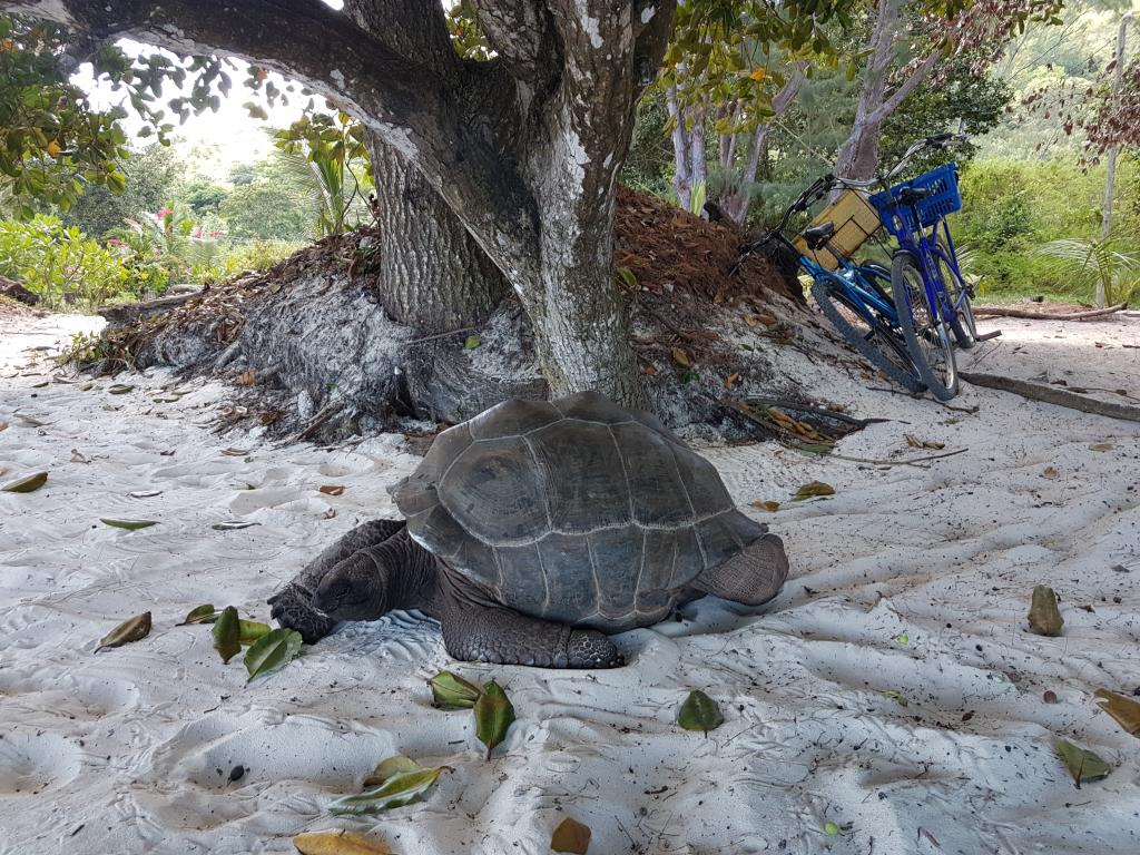 La Digue, Riesenschildkröte bei der Juice Bar