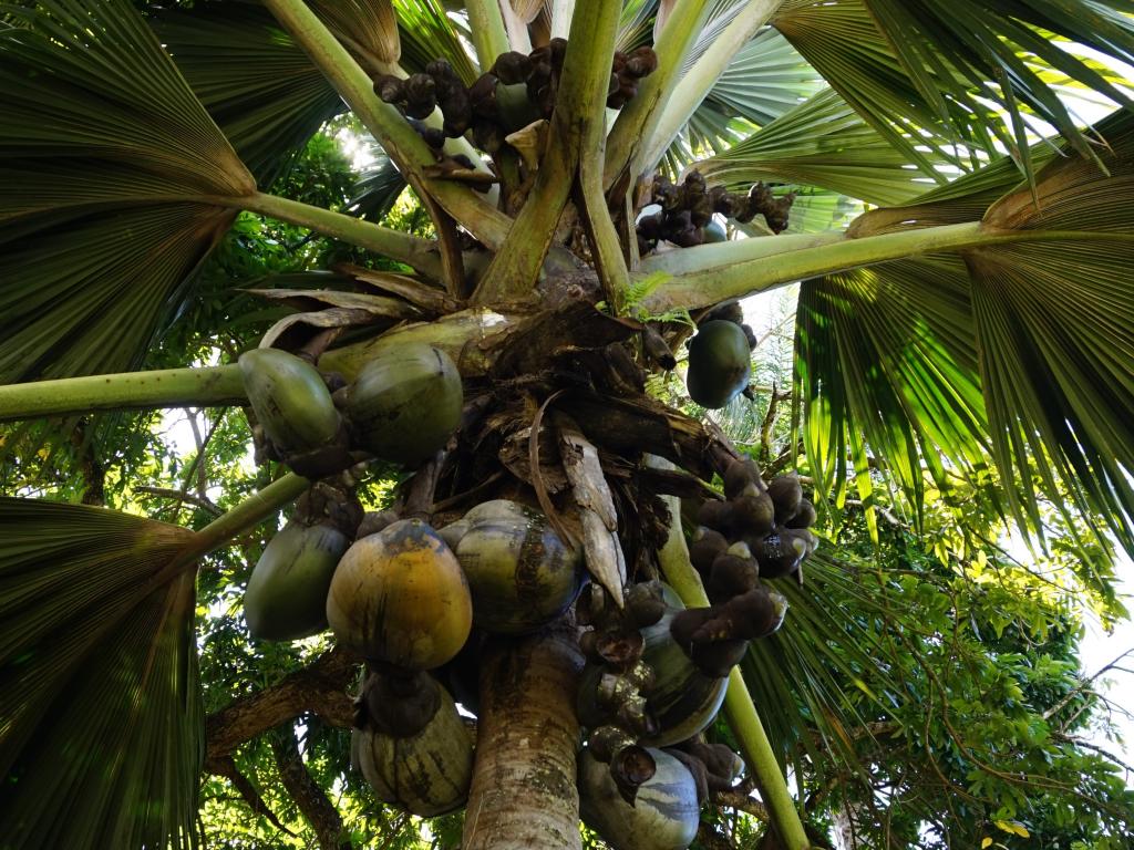 Mahé, Coco de Mer im Botanischen Garten