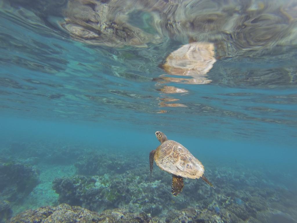 Schnorcheln mit Schildkröte