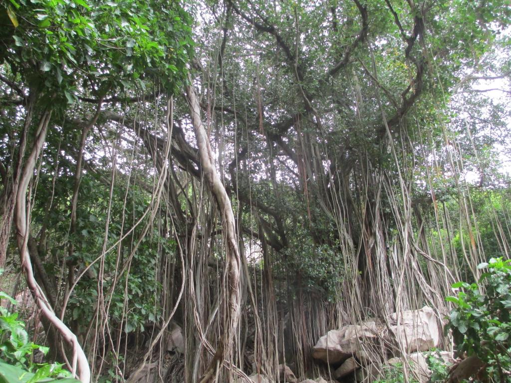 Banyan Tree