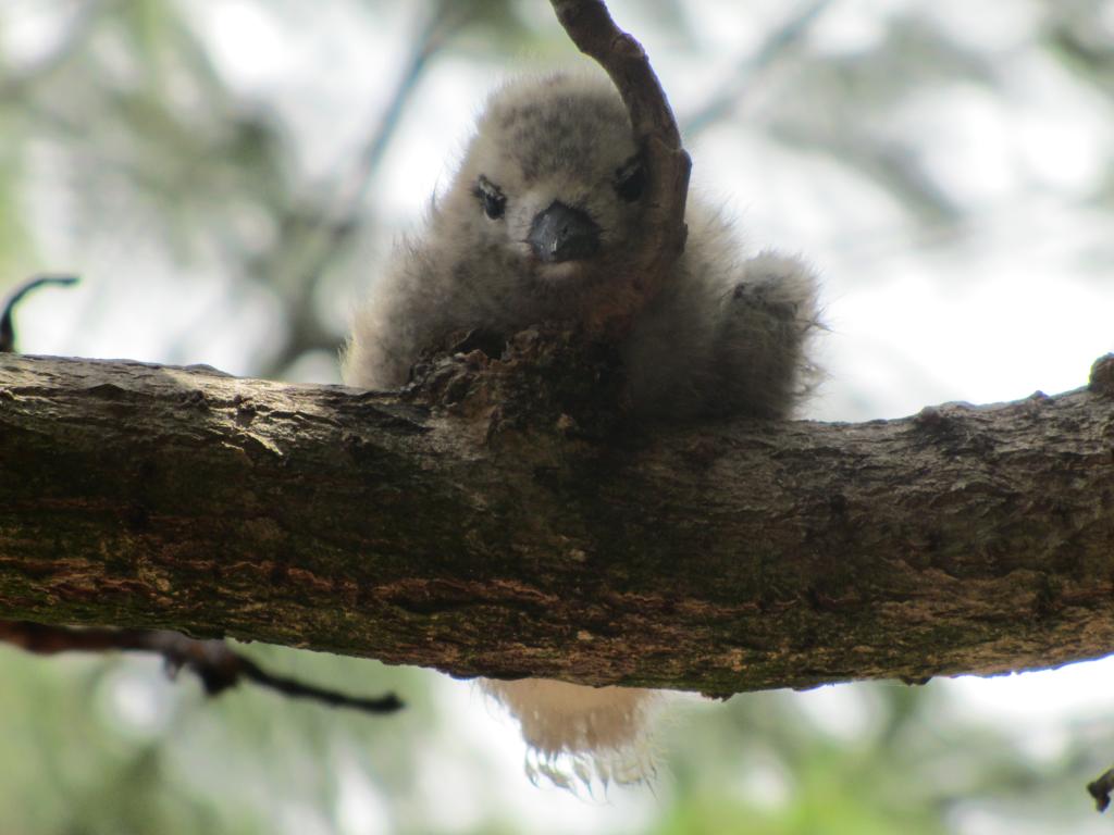 Chick on Cousin