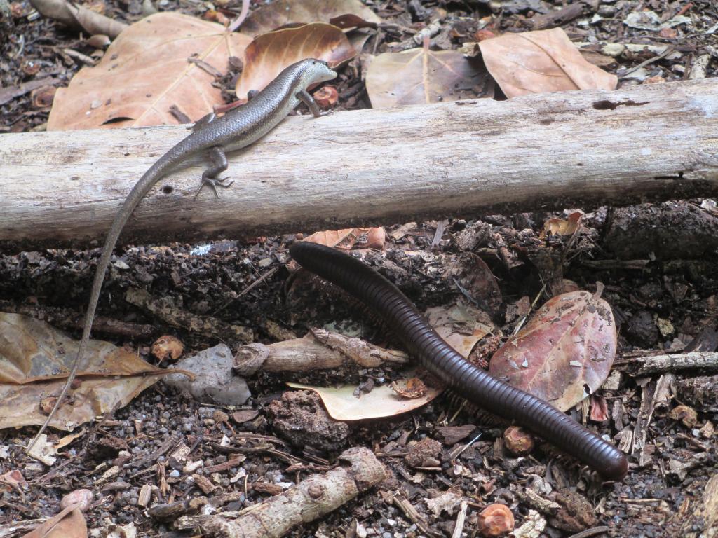 Lizard &amp; Millipede