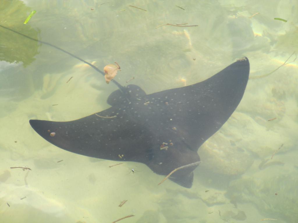 Sting ray