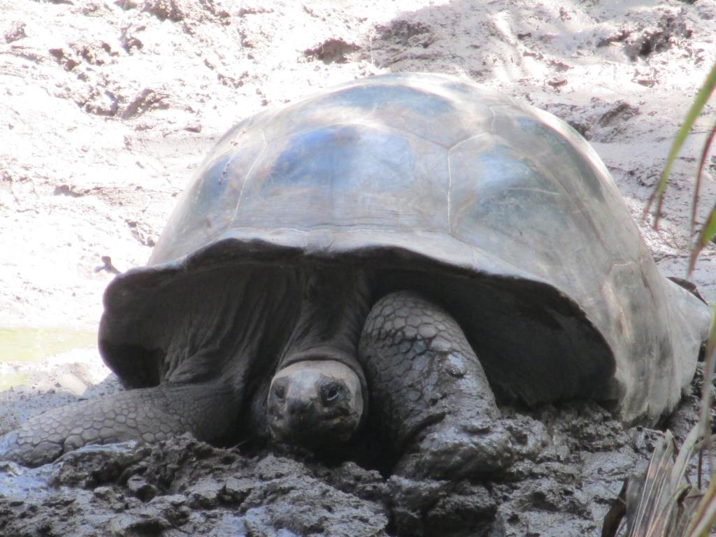 Giant Tortoise