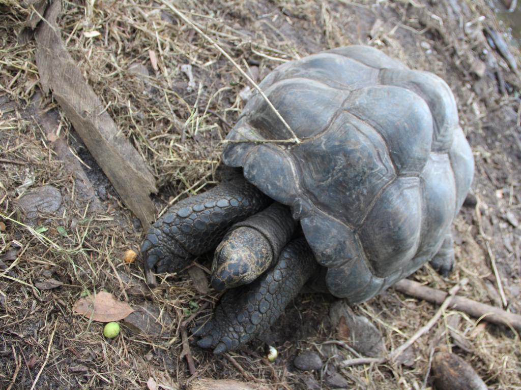 Tartaruga Gigante