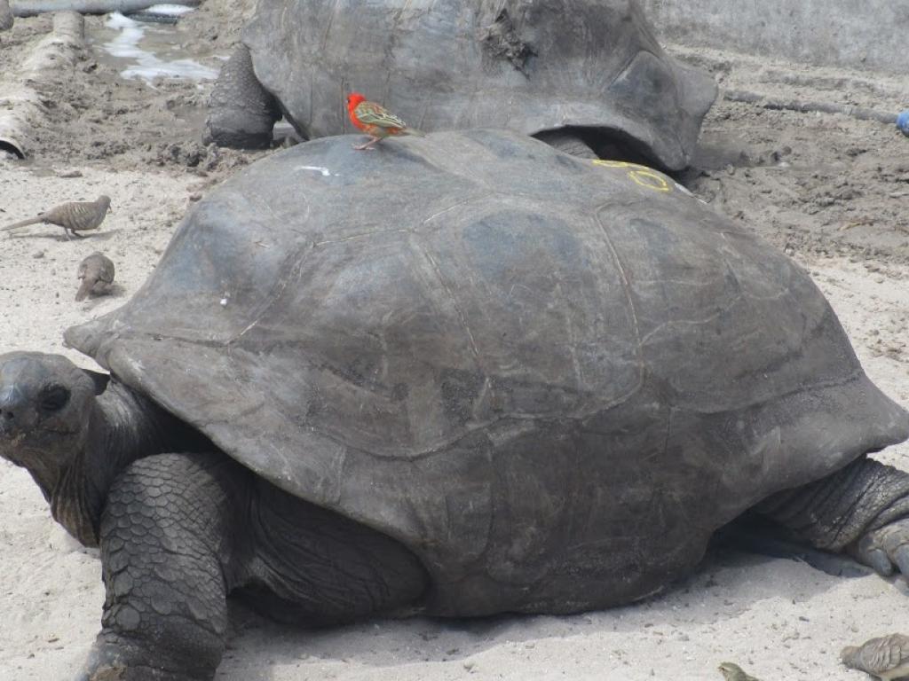 Tartaruga gigante a Curieuse