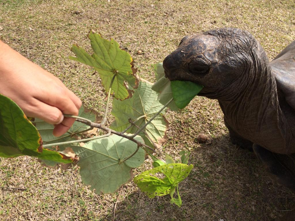 Tartaruga Gigante a Curieuse Island