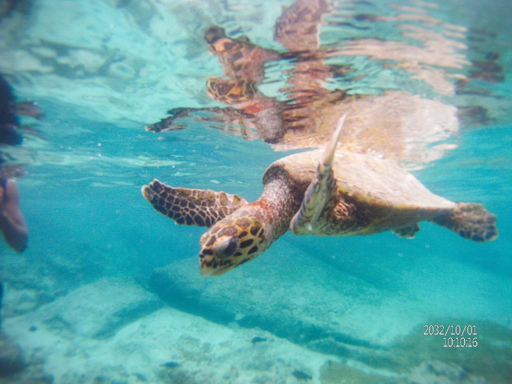 Snorkeling