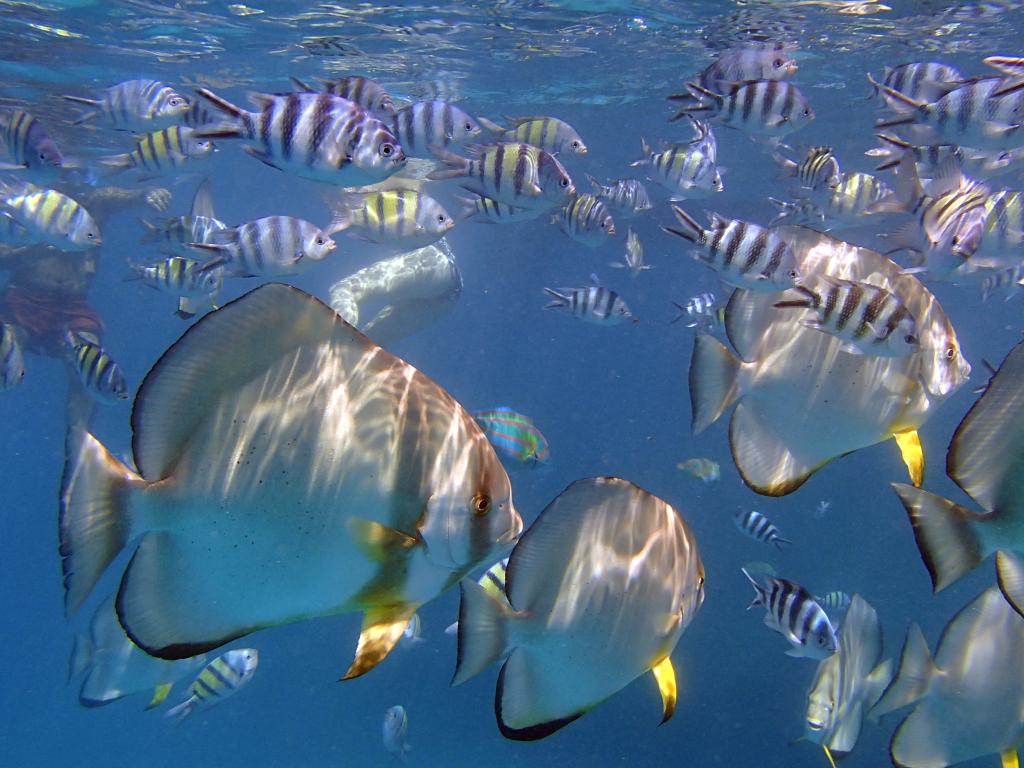 Snorkelling presso Grande Soeur (Big Sister Island)