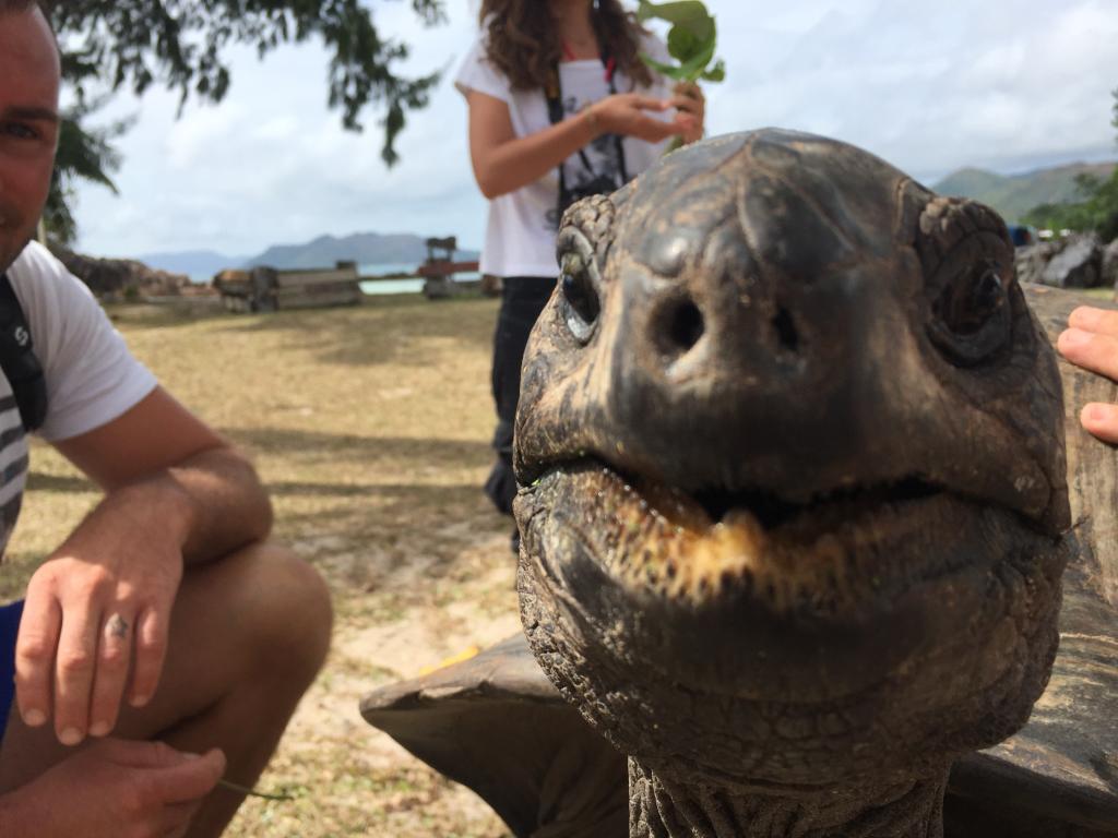 Tartaruga gigante a Curieuse