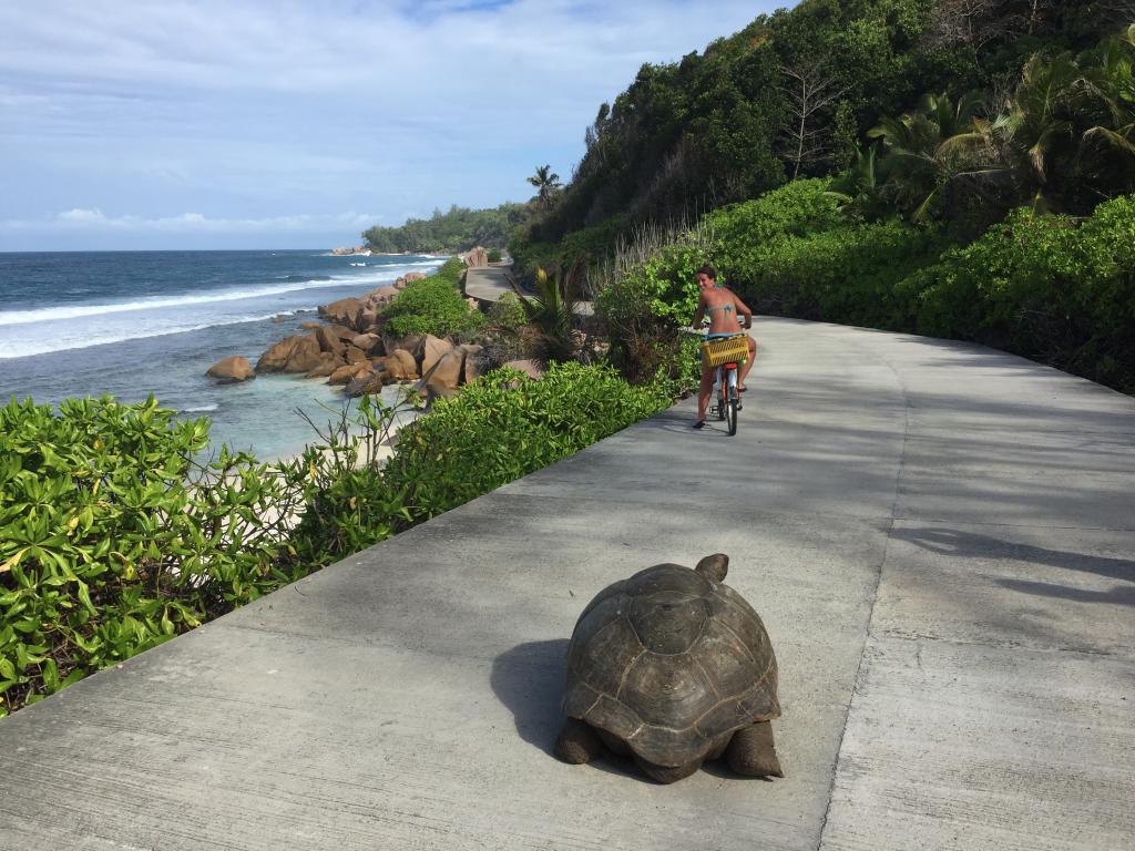 Tartaruga gigante a La Digue