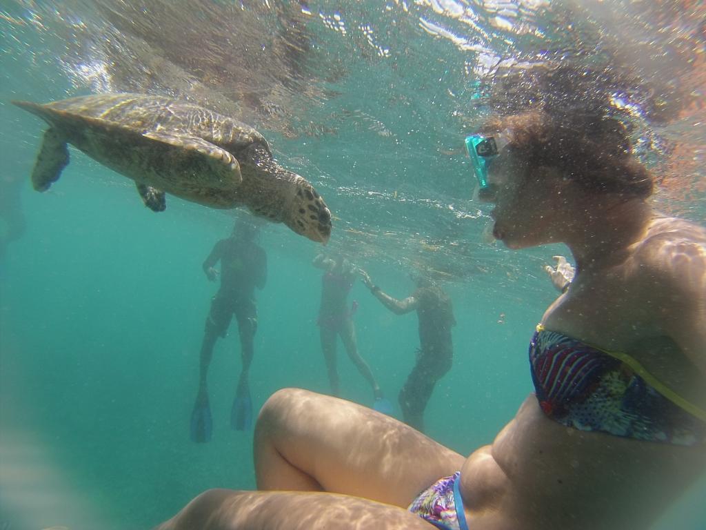 Incontro con una tartaruga marina