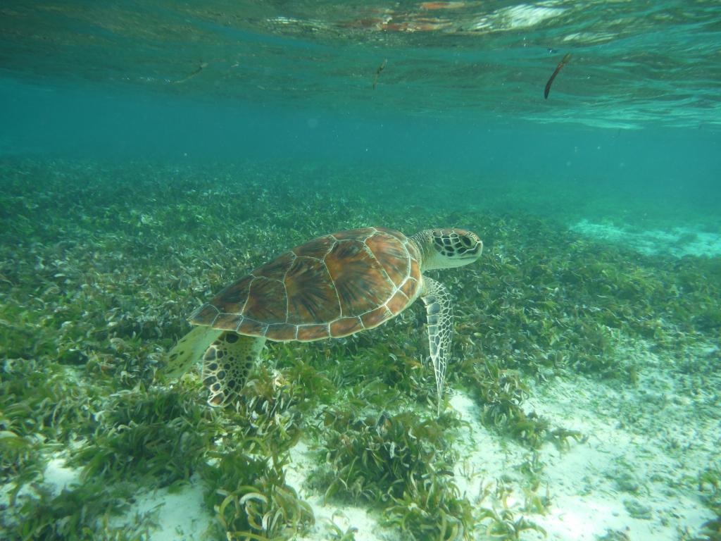 Schildkröte bei Bird Island