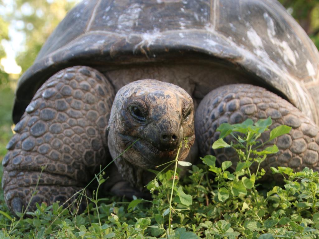 Riesenschildkröte auf Bird Island