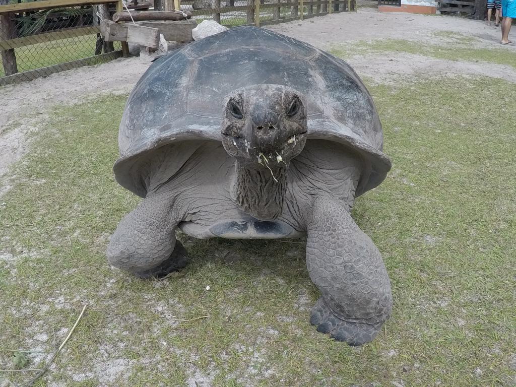 Riesenschildkröte auf Curieuse